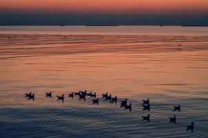 silueta de gaviotas nadando en el mar cuando se pone el sol. foto