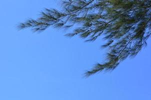 Australian pine tree with bright clear blue sky. photo