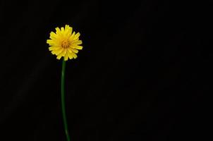 color amarillo de la flor de diente de león aislada en un fondo oscuro con espacio para texto. foto