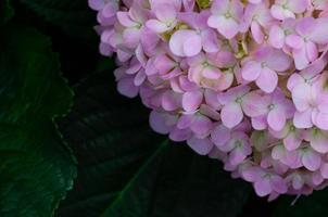 Bush of pink hydrangea flowers on black background with space for text. photo