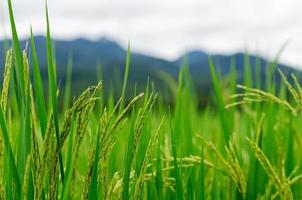 semilla de arroz jazmín tailandés de su árbol con hojas verdes en el campo de arroz en el norte de tailandia. foto