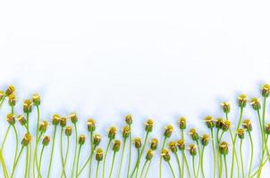 Coatbuttons or Tridax daisy flowers put on white paper background with space for text. photo