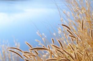 Dried flowers of feather pennisetum or mission grass with blue background from water of lake. photo