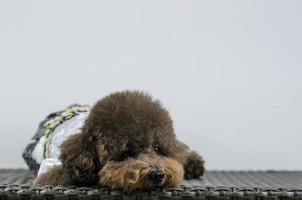 Adorable black Poodle dog sleeping alone on table with white color background. photo