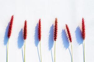 Pink flowers of feather pennisetum or mission grass with shadow from sun light on white paper background. photo