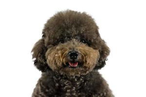 adorable perro caniche negro sonriendo con cara feliz sobre fondo de color blanco. foto