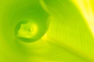 Blurred background of rolling young green banana leaf for background and texture. photo