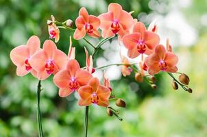 Two branches of blooming orange color Phalaenopsis orchid with blurred green background. photo
