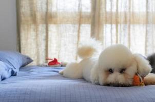 Adorable happy white Poodle dog taking many toys to play on bed. photo