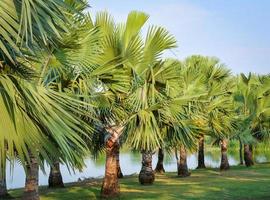 jardín de palmeras en fila a orillas del río foto