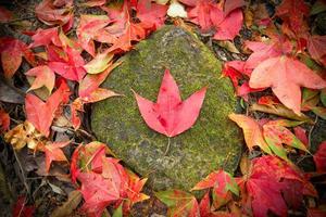 hojas de arce rojo en la roca en el bosque de otoño de cambio de color foto