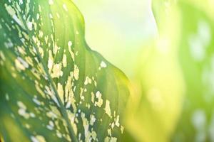 Araceae plant green leaves and sunlight on summer nature blur background Dumb cane ornamental plants photo