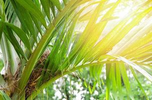 Bird nest on tree palm leaves on summer garden photo