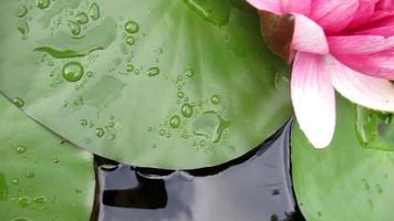 pink waterlily flowers and leaves closeup video