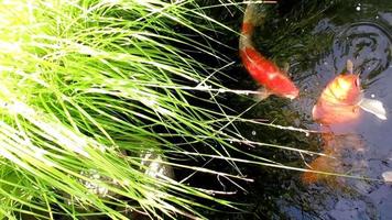 poissons koi dans un étang sous l'herbe video