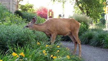 deer eating leaves, wildlife in city video