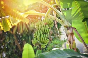 plátano verde en el árbol en el jardín de la huerta fruta tropical foto