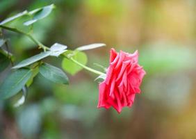 Red rose flower on tree in the nature garden photo