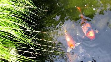 Koi-Fische in einem Teich unter Gras video