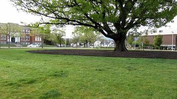 a big old oak tree in green park video