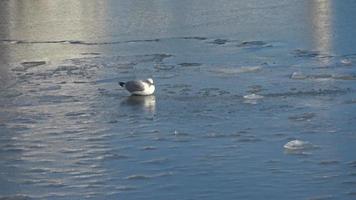 gaviotas en el agua congelada en el puerto de kiel en alemania video