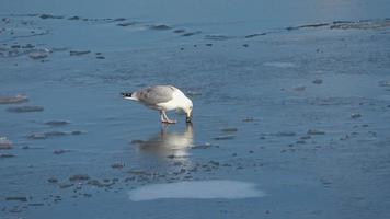 mouettes sur l'eau gelée au port de kiel en allemagne video