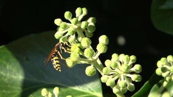 close-up op wespen op zoek naar nectar op groenblijvende klimopplanten in het zonlicht video