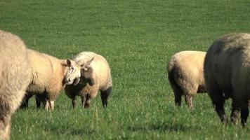 Close up on a flock of sheep grazing in a green meadow video