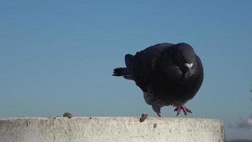 Grey pigeon walking around at the port of Kiel in front of a blue sky. video