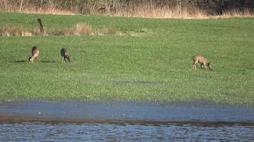 verschillende herten grazen op een groene weide aan de oever van een meer. video