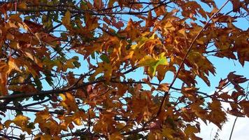 coloridas hojas de arce otoñales moviéndose lentamente en el viento video