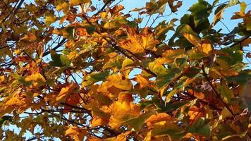 feuilles d'érable d'automne colorées se déplaçant lentement dans le vent video