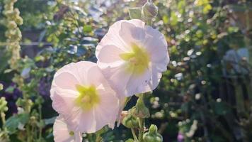 stockroses de flores blancas de cerca sobre un fondo verde y fresco video