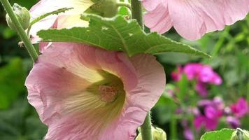 kleurrijke bloemen stockrozen close-up op een frisse en groene achtergrond video