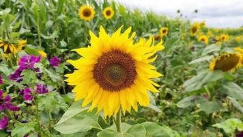 bellissimo giallo girasole davanti a un campo di coltura in una giornata nuvolosa. video