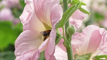 Bourdon à la recherche de miel dans un stockroses de fleurs colorées video