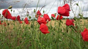 hermosas flores rojas de amapola papaveroideae moviéndose en el viento frente a un campo de trigo cosechado video