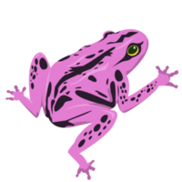 diseño de elementos de ranas tropicales png