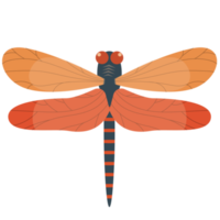 beautiful dragonflies with colorful wings png