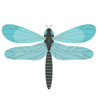 lindas libélulas com asas coloridas