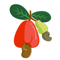 Fresh Red Cashews  element design png