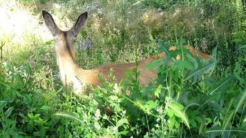 herten eten bladeren, dieren in het wild video