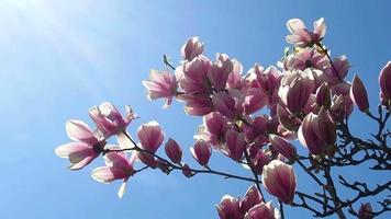 albero di fiori di magnolia che fiorisce al sole video