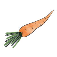 Freehand isolated orange carrot drawing png