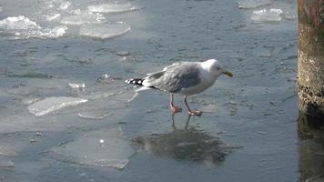 mouettes sur l'eau gelée au port de kiel en allemagne video