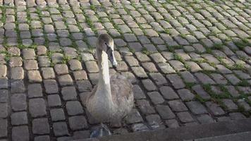 Swan walking on a cobblestone path close to the water in a port in Germany video