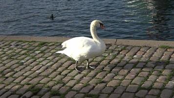 svan som går på en kullerstensstig nära vattnet i en hamn i Tyskland video