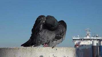 paloma gris limpiando las plumas en el puerto de kiel frente a un cielo azul. video