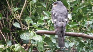 um gavião merlin sentado em um galho na frente da hera na chuva forte. video