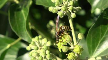 Close up on wasps looking for nectar on evergreen ivy plants in the sunlight video